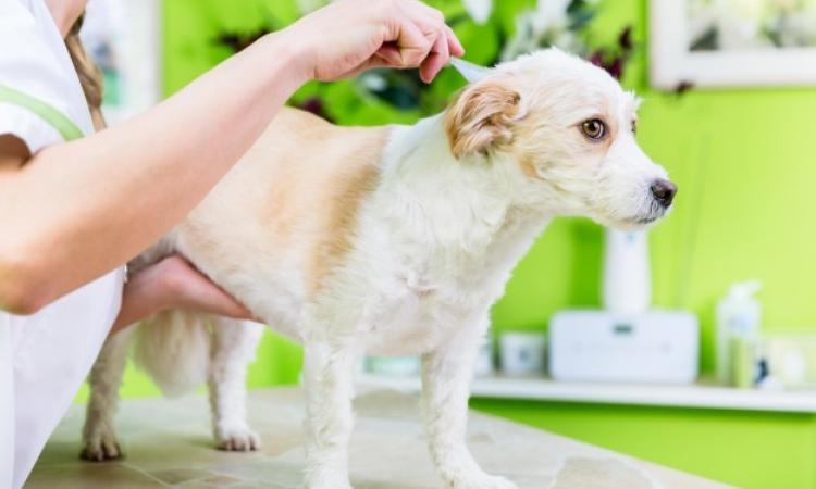 Fase 2, la Regione Marche dice si alla riapertura delle attività di toelettatura per animali domestici Fase 2, la Regione Marche dice si alla riapertura delle attività di toelettatura per animali domestici