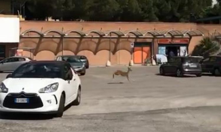 Macerata, capriolo sfreccia per le strade di Collevario: la natura si riprende i suoi spazi (VIDEO)