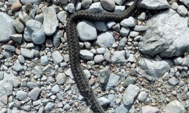 Raro esemplare di Vipera dell'Orsini uccisa nel Parco dei Monti Sibillini