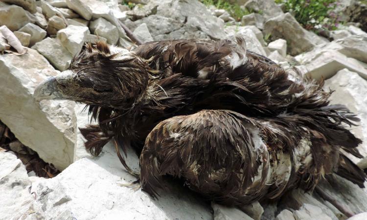 Parco dei Sibillini, aquila reale uccisa a colpi di fucile Parco dei Sibillini, aquila reale uccisa a colpi di fucile