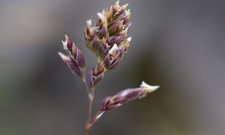 I ricercatori Unicam descrivono una "nuova" specie di pianta: scoperta sulle creste della Majella