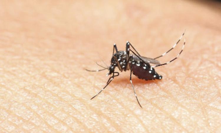 Montelupone, zanzara tigre come potenziale vettore virale: parte il monitoraggio
