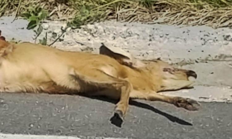 Capriolo travolto e ucciso da un mezzo lungo la Statale 78 Picena Capriolo travolto e ucciso da un mezzo lungo la Statale 78 Picena