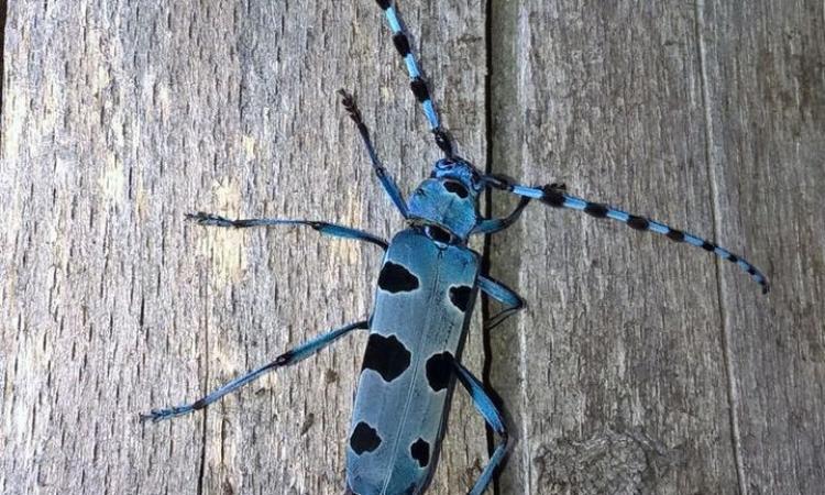 Parco dei Sibillini, un nuovo progetto per la tutela della biodiversità: sotto la lente gli insetti saproxilici