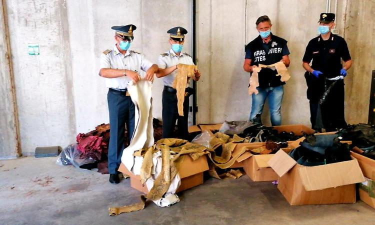 Morrovalle, blitz in una nota azienda, sequestrati 236 kg di pelli di animali protetti: denunciato titolare (VIDEO e FOTO)