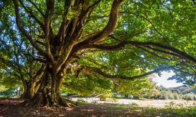 Più biodiversità nei boschi: al via il progetto pilota sul Monte San Vicino