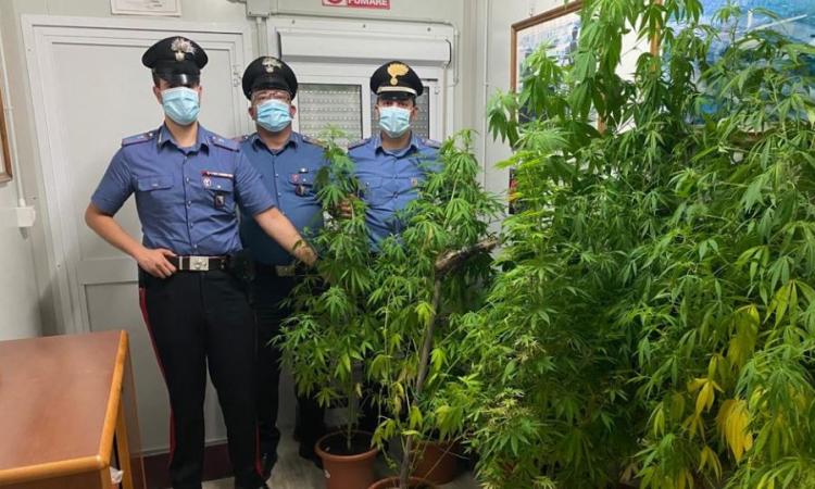 Valfornace, coltiva marijuana nel giardino di casa: arrestato pizzaiolo di 29 anni