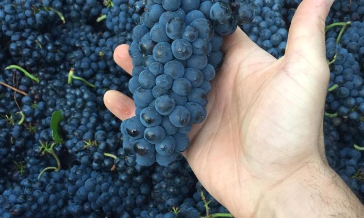 Tolentino, grande annata per il Pinot Nero: la Cantina Il Pollenza del Conte Brachetti Peretti inaugura la vendemmia del 2020