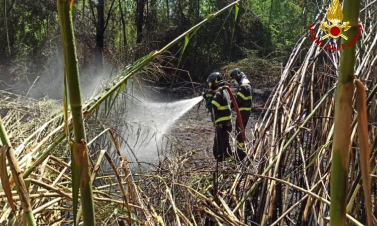Recanati, incendio in un canneto: a fuoco 1.5 ettari, vigili del fuoco al lavoro (FOTO)