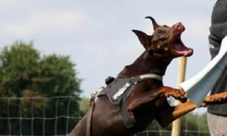 Porto Recanati, tenta di sedare una zuffa tra cani ma il suo dobermann si ribella e lo azzanna