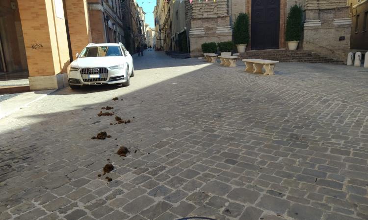 Macerata, Corso della Repubblica "tappezzato" da escrementi di cavalli: l'indignazione dei cittadini Macerata, Corso della Repubblica "tappezzato" da escrementi di cavalli: l'indignazione dei cittadini