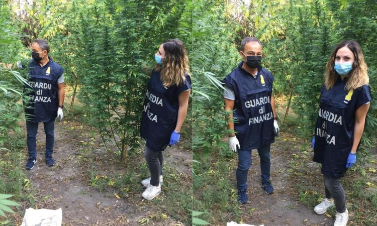 Corridonia, vive in una roulotte e coltiva marijuana: la "verde" pensione di un 69enne (VIDEO) Corridonia, vive in una roulotte e coltiva marijuana: la "verde" pensione di un 69enne (VIDEO)