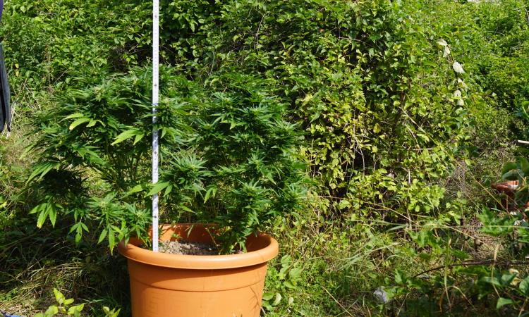 Pieve Torina, una serra per coltivare marijuana in casa: denunciata un'intera famiglia Pieve Torina, una serra per coltivare marijuana in casa: denunciata un'intera famiglia