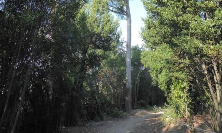 Macerata, gli studenti dell'Istituto Agrario raccontano Villa Lauri: schedati gli alberi monumentali