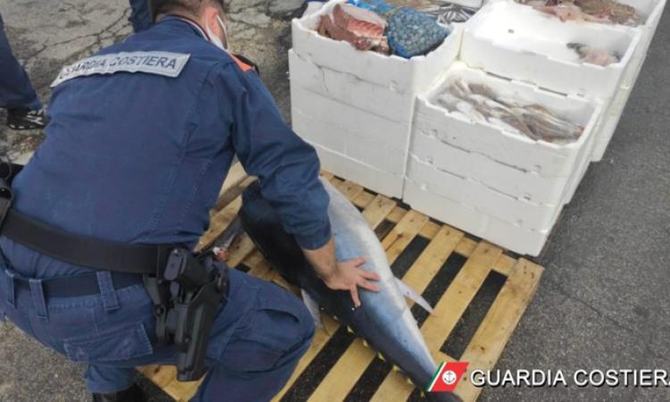 Marche, maxi operazione: sequestrati 662 kg di pesce non tracciabile e multe per 32mila euro