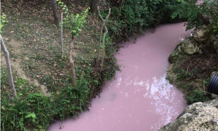 Rogo di Appignano, le acque del Monocchia si tingono di rosa: l'allarme dei cittadini (VIDEO) Rogo di Appignano, le acque del Monocchia si tingono di rosa: l'allarme dei cittadini (VIDEO)