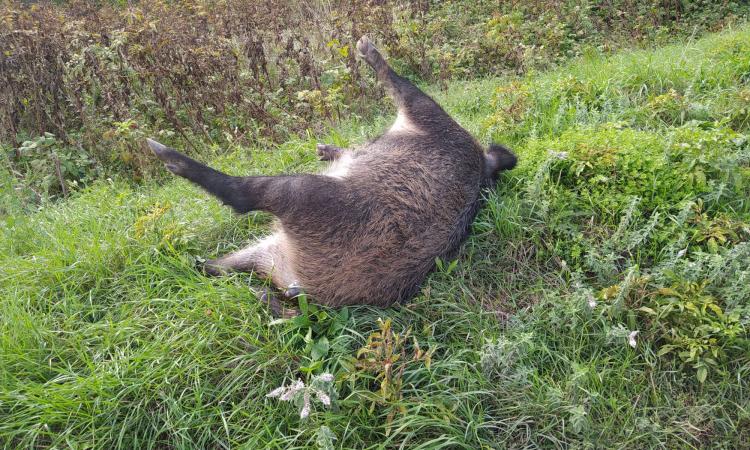 Camerino, grosso esemplare di cinghiale travolto e abbandonato lungo la Provinciale