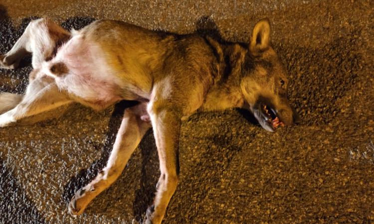 Loro Piceno, i lupi scendono a valle: esemplare travolto e ucciso in Contrada Grazie Fiastra Loro Piceno, i lupi scendono a valle: esemplare travolto e ucciso in Contrada Grazie Fiastra