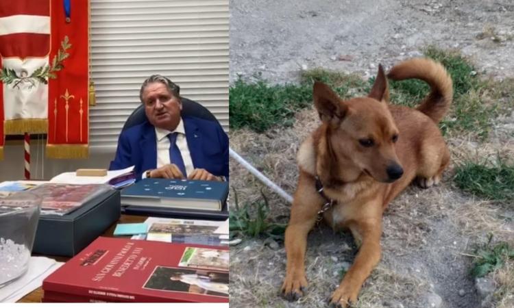 Tolentino, l'appello del sindaco: "Ritroviamo Simba, i proprietari lo cercano da giorni" Tolentino, l'appello del sindaco: "Ritroviamo Simba, i proprietari lo cercano da giorni"