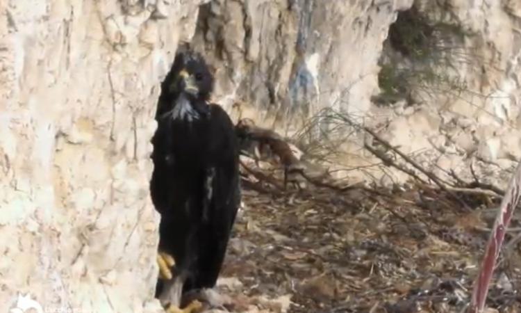A tu per tu con l'aquila, futura regina dei Sibillini (VIDEO) A tu per tu con l'aquila, futura regina dei Sibillini (VIDEO)