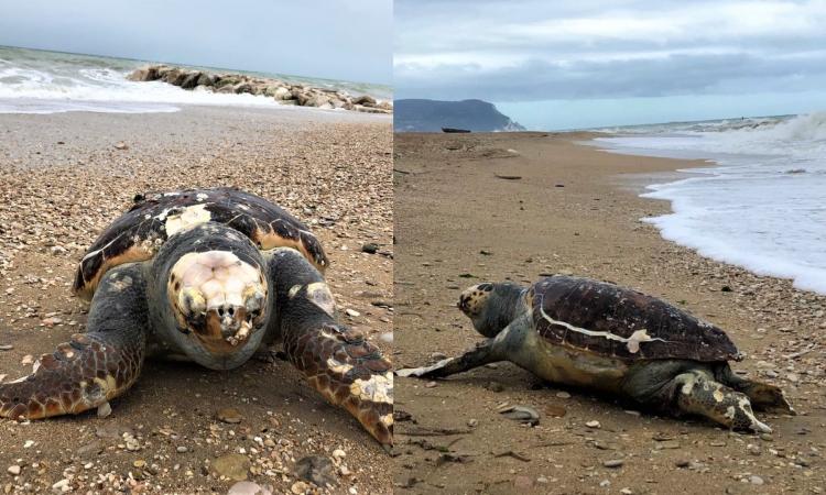 Porto Recanati, tartaruga trovata morta in spiaggia: recuperata la carcassa