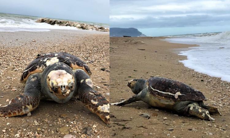 Porto Recanati, tartaruga trovata morta in spiaggia: recuperata la carcassa Porto Recanati, tartaruga trovata morta in spiaggia: recuperata la carcassa