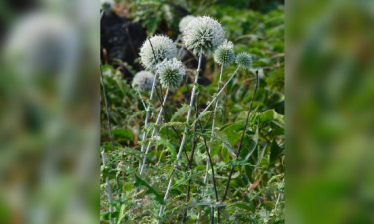 Unicam, scoperta una nuova pianta in India anche grazie al docente Fabio Conti