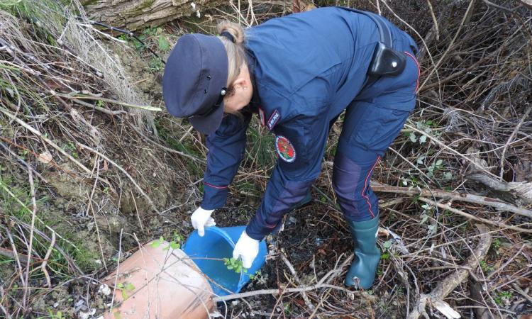 Camerino, scarico domestico abusivo sul suolo: sanzionato proprietario di un'abitazione Camerino, scarico domestico abusivo sul suolo: sanzionato proprietario di un'abitazione