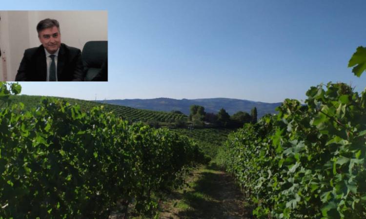 Marche Webinars di Hesis, lunedì 23 novembre si parla di sostenibilità ambientale