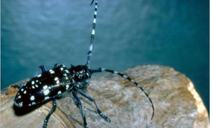 Tarlo asiatico, la Regione Marche stanzia 340mila euro per monitorare il "killer" delle piante