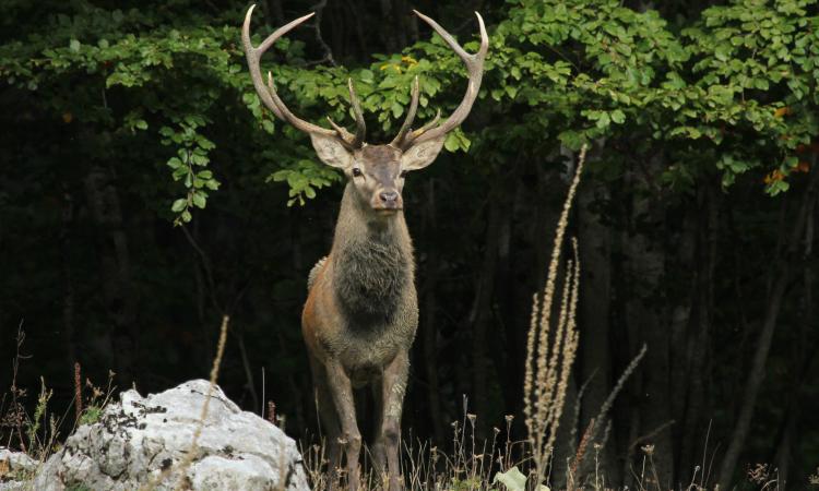 Parco dei Monti Sibillini, la vita di un cervo nei suoi gesti di vita quotidiana (VIDEO)