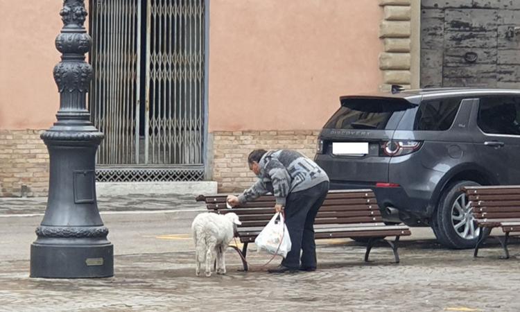 Tolentino, a spasso per il centro con una pecorella al guinzaglio Tolentino, a spasso per il centro con una pecorella al guinzaglio