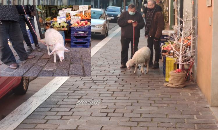 Tappa a Macerata dopo quella di fine 2020 a Tolentino: la pecorella fa capolino in corso Cairoli (FOTO)