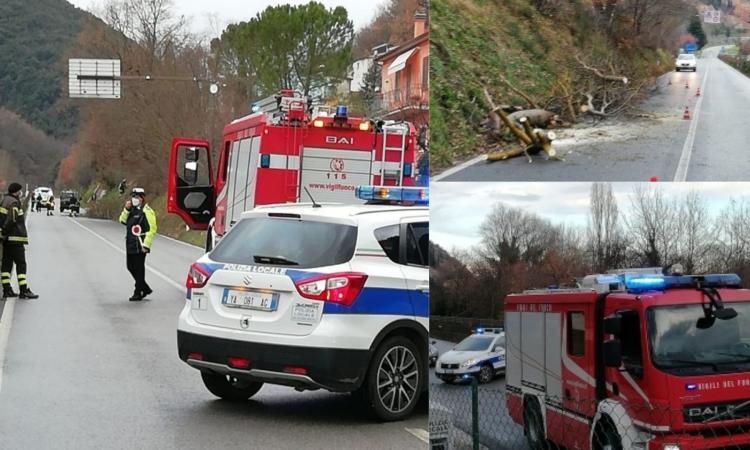 San Severino, un albero pericolante minaccia le auto in transito: viabilità bloccata