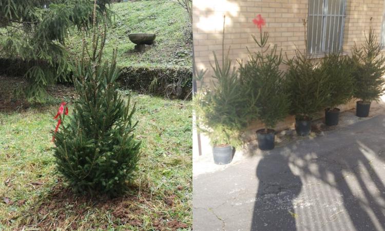Macerata, gli Abeti di Natale cambiano zona: andranno ad abbellire i cortili delle scuole