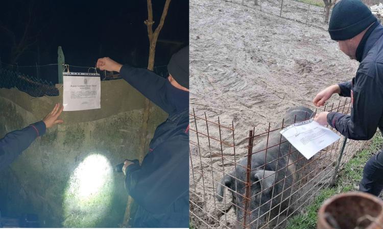 Fiuminata, scoperti dalla Forestale due allevamenti con suini non registrati: nei guai un romeno Fiuminata, scoperti dalla Forestale due allevamenti con suini non registrati: nei guai un romeno