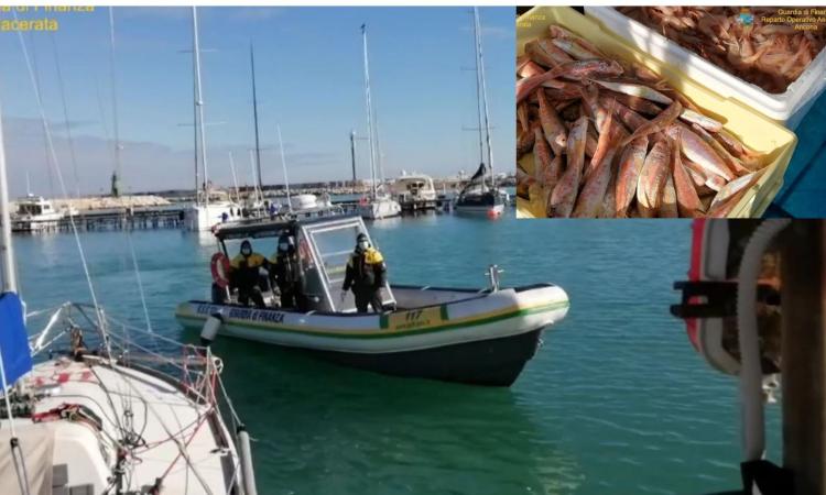 Porto Civitanova, sequestrati 64 kg di prodotti ittici venduti abusivamente: nei guai 2 uomini