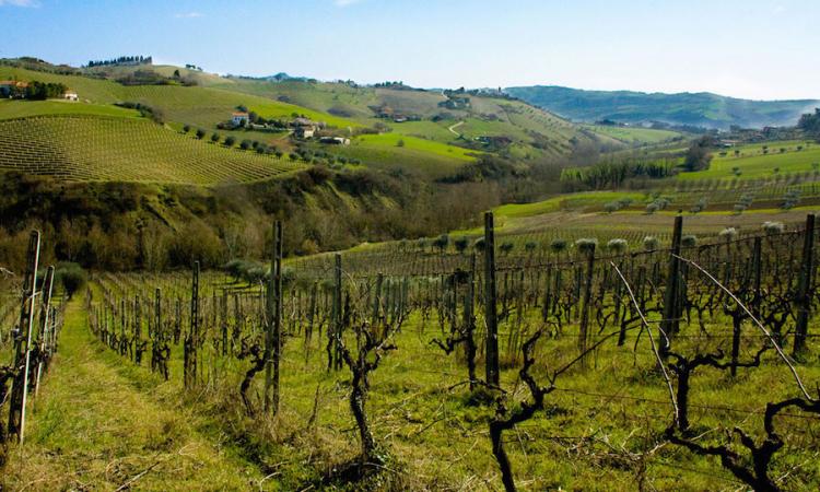 Macerata, rinnovato il contratto provinciale: aumento del salario per oltre 5000 operai agricoli Macerata, rinnovato il contratto provinciale: aumento del salario per oltre 5000 operai agricoli