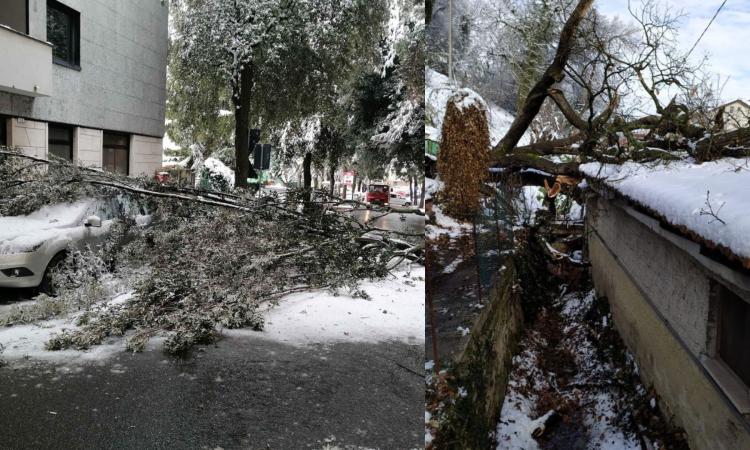 Neve nel Maceratese, alberi e rami caduti: circa 40 gli interventi dei Vigili del Fuoco. Danni e disagi (FOTO)