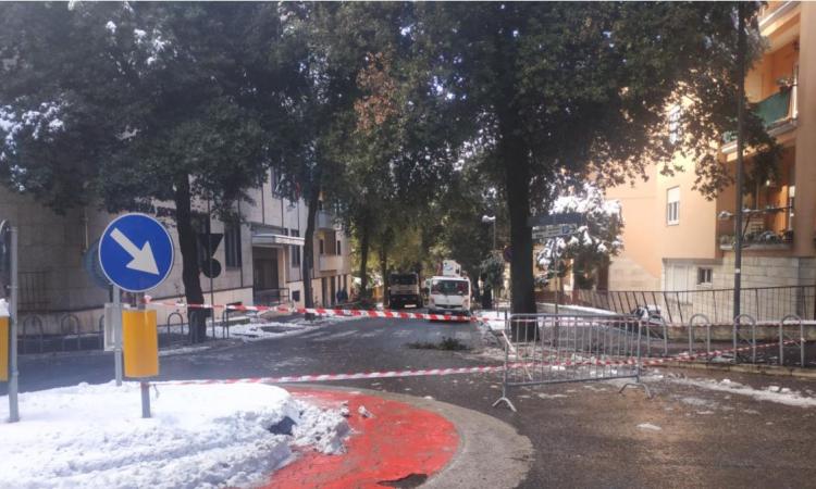 Macerata, sotto la lente gli alberi di via Dante Alighieri: operai al lavoro per scongiurare altri pericoli