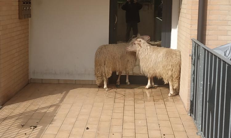 Macerata, esce e trova due pecore all'ingresso del condominio