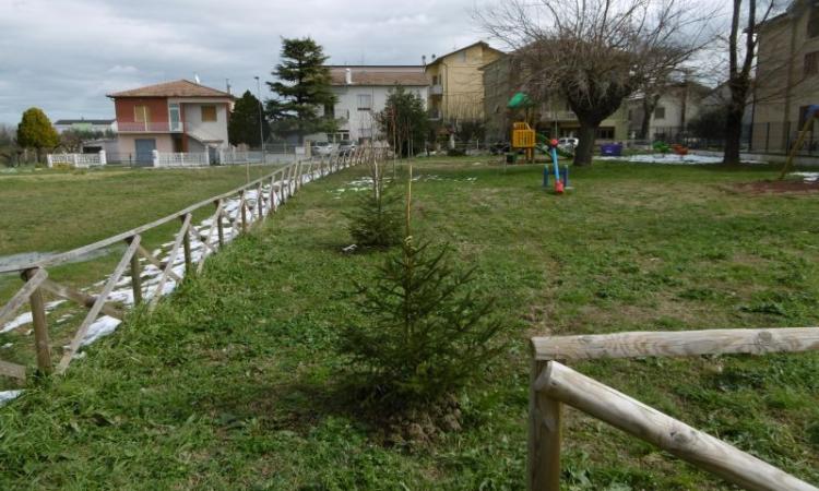 Appignano onora la sua 'Bandiera Verde', i piccoli abeti del Natale 2020 trovano casa Appignano onora la sua 'Bandiera Verde', i piccoli abeti del Natale 2020 trovano casa