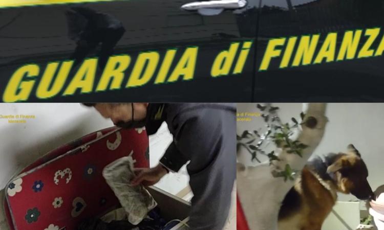 Montecassiano, il fiuto di 'Edir' mette nei guai un 25enne: scovati oltre 800 grammi di droga (VIDEO) Montecassiano, il fiuto di 'Edir' mette nei guai un 25enne: scovati oltre 800 grammi di droga (VIDEO)