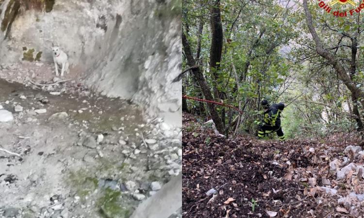 Cane scivola in un dirupo: delicato intervento di recupero da parte dei Vigili del Fuoco Cane scivola in un dirupo: delicato intervento di recupero da parte dei Vigili del Fuoco