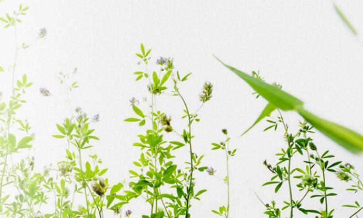 Green Social Club: il network Made in Marche protagonista a "M’Illumino di meno"