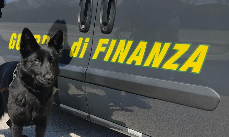 Civitanova, le Fiamme Gialle arruolano Hanima: il suo fiuto infallibile per l'unità cinofila