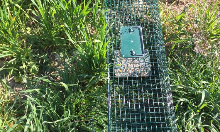 Morrovalle, sequestrata trappola illegale per la cattura di fauna selvatica