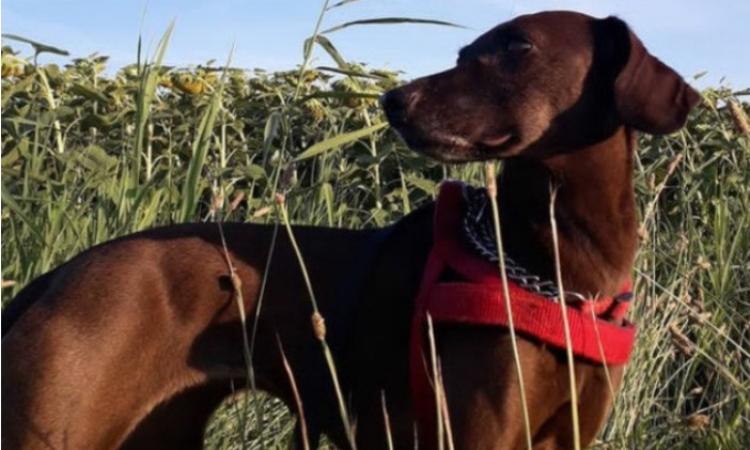 Cagnolina smarrita a Porto Recanati: i proprietari chiedono aiuto per ritrovare Cioko