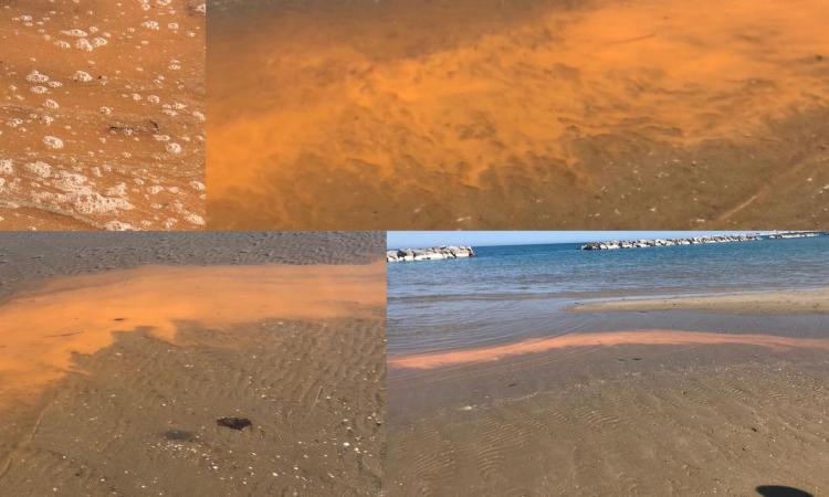 Civitanova, l'acqua del mare diventa rossastra sul lungomare nord: presente una microalga