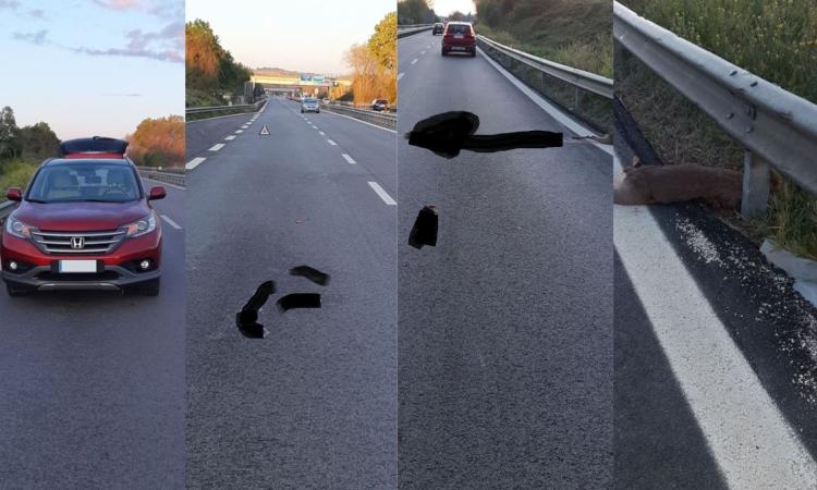 Macerata, è ancora allarme animali selvatici: capriolo investito lungo la superstrada Macerata, è ancora allarme animali selvatici: capriolo investito lungo la superstrada